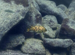 Tropheops sp. 'chinyamwezi' Chinyamwezi Island